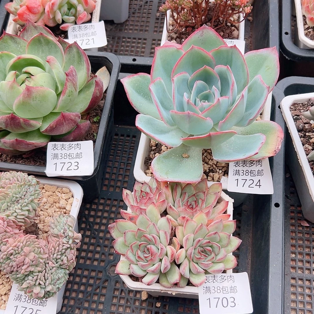 瓊***海多肉一物一拍植物1724