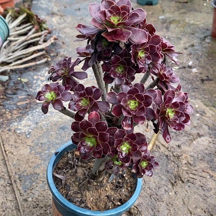 黑豆68多肉植物法师法师