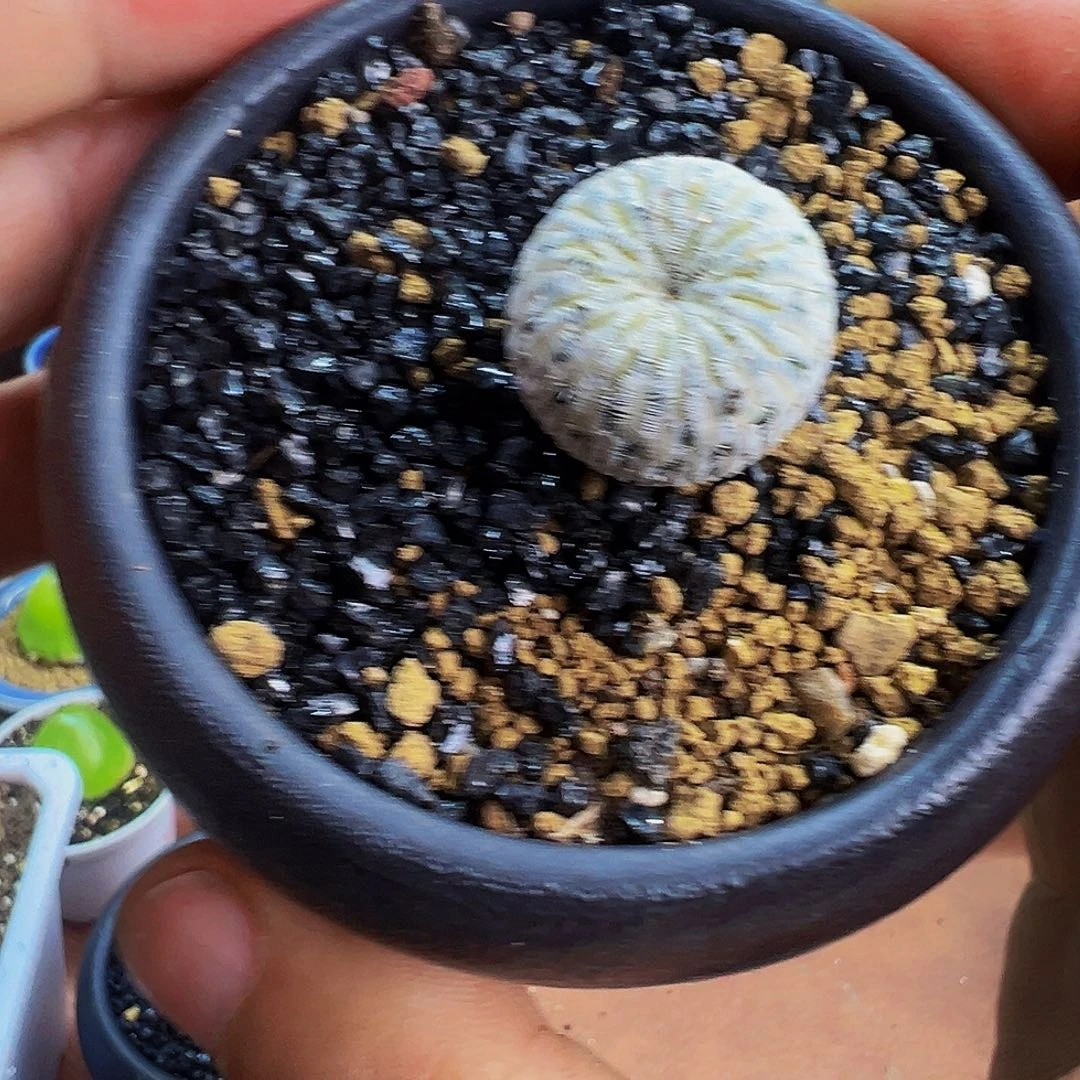 快***鱼精巧殿带盆一起发货