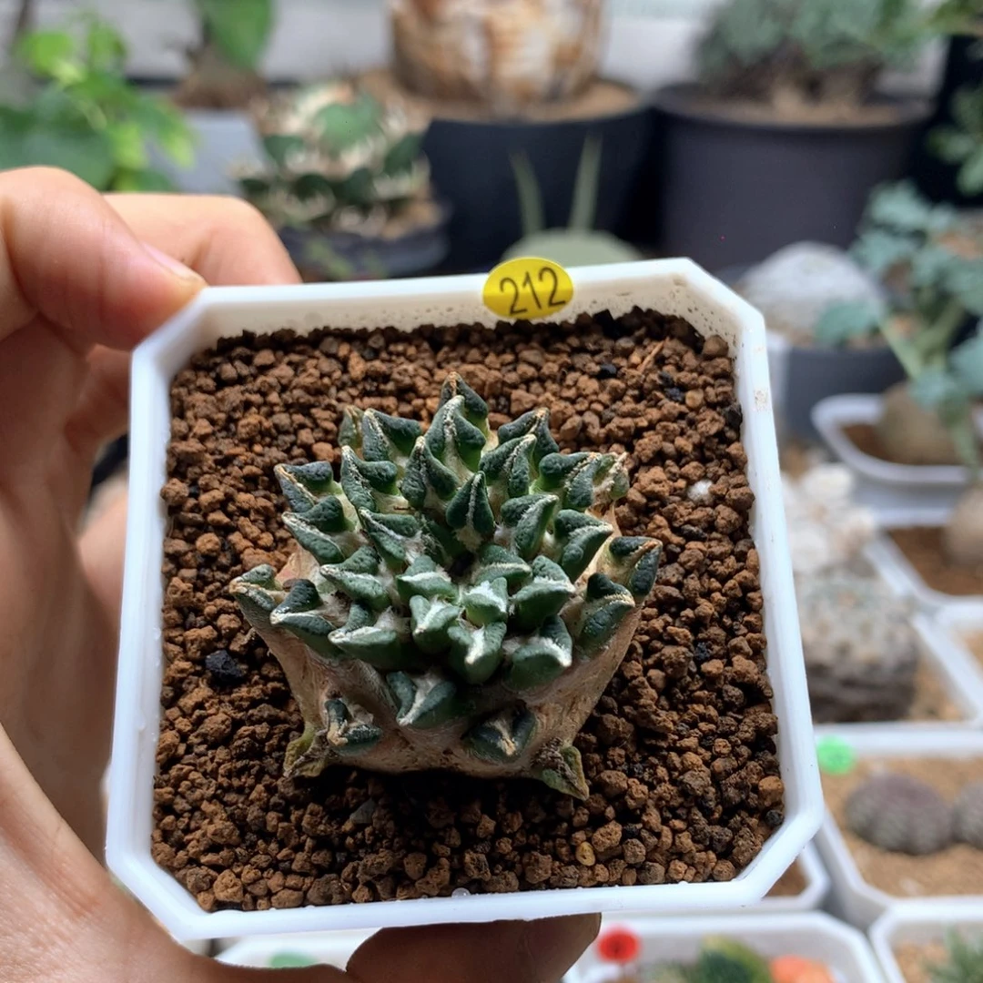 自根黑牡丹多肉带盆