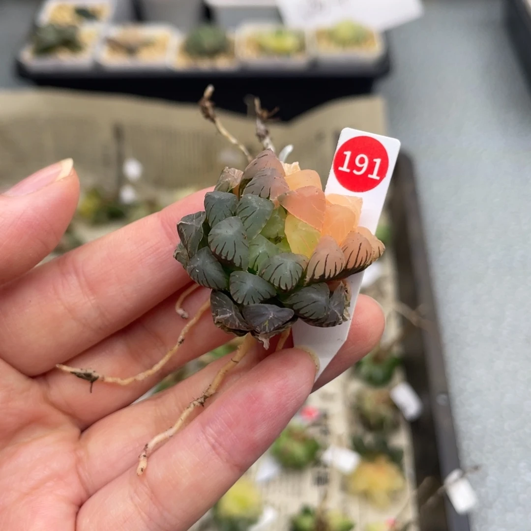 191 冰灯锦 111111