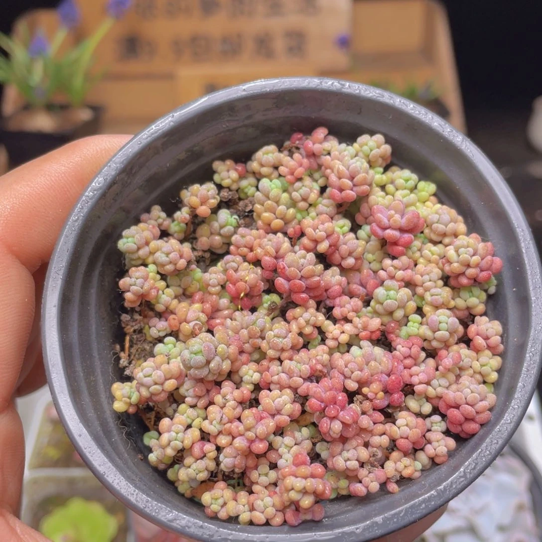 大姬星美人多肉9.9包邮发货