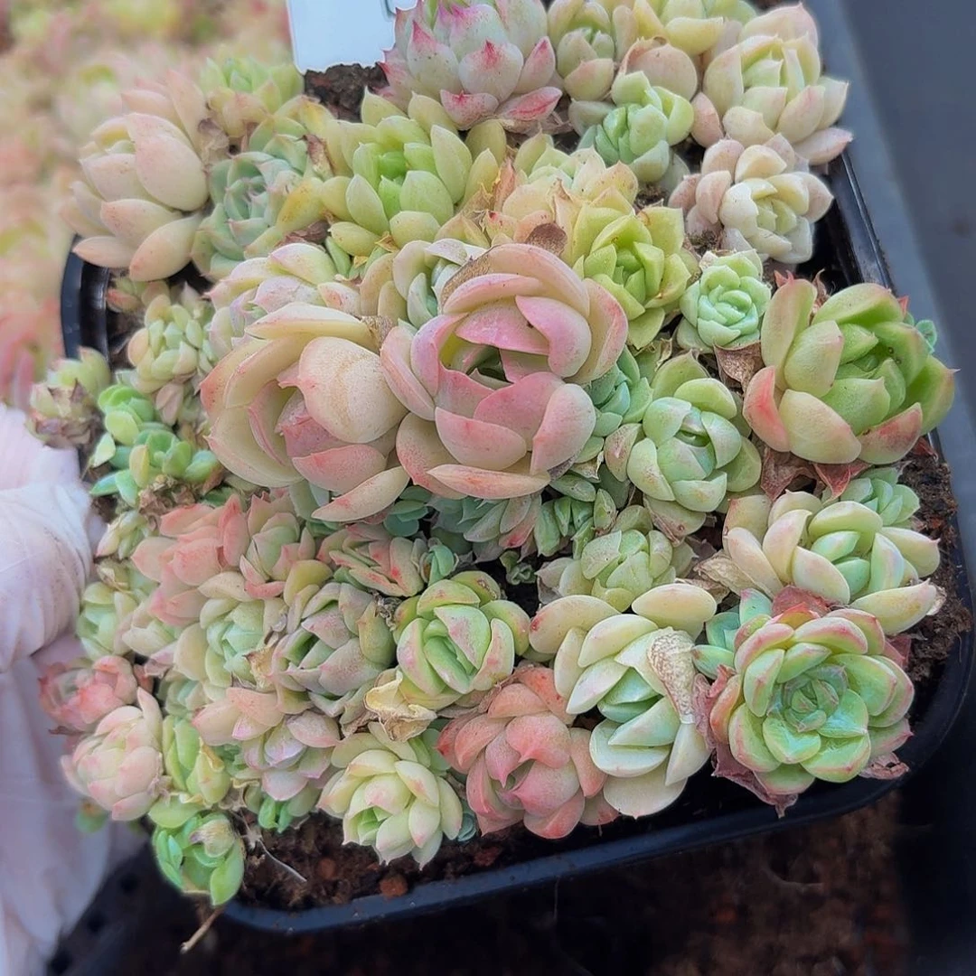 多肉植物多肉植物377