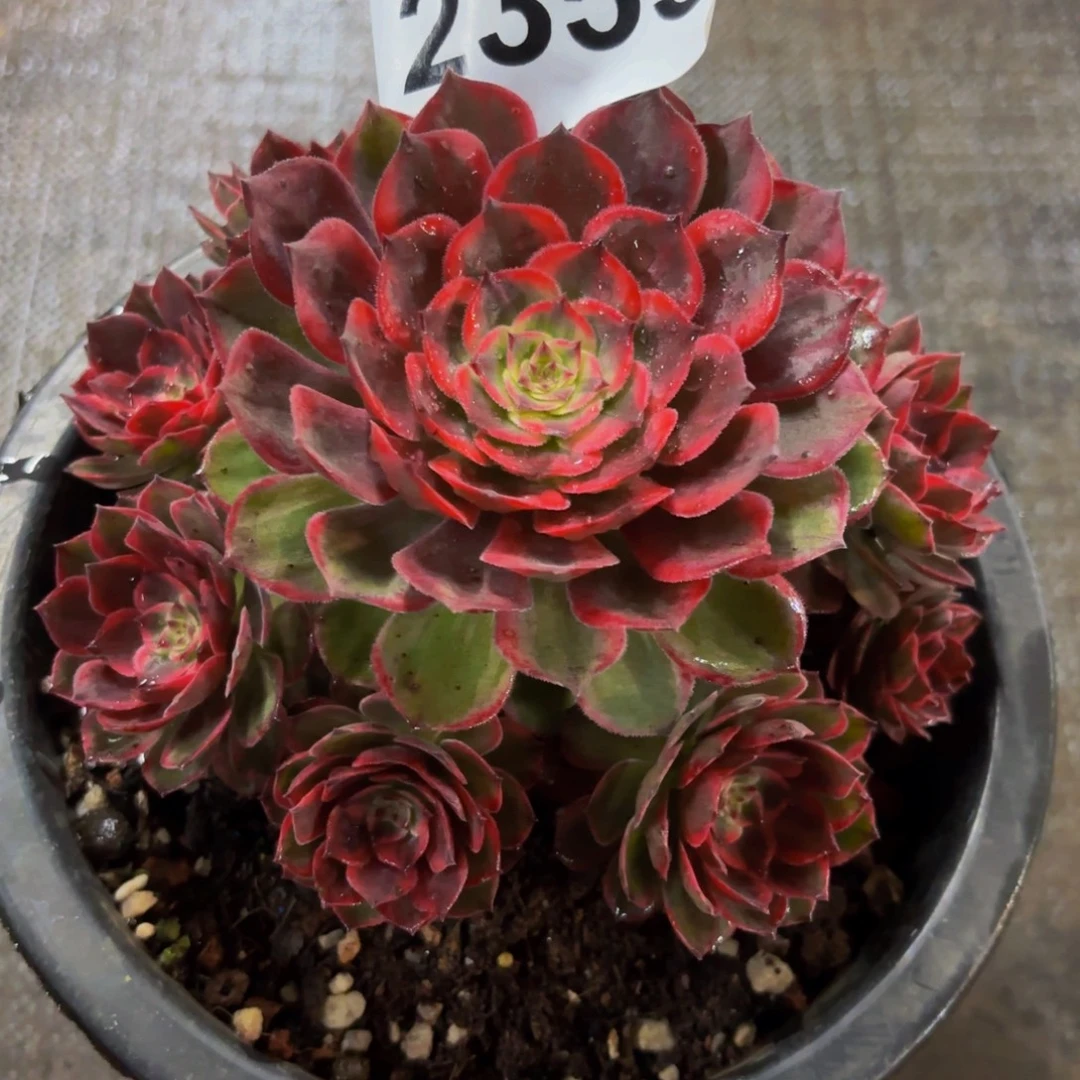 2353多肉植物红花郎