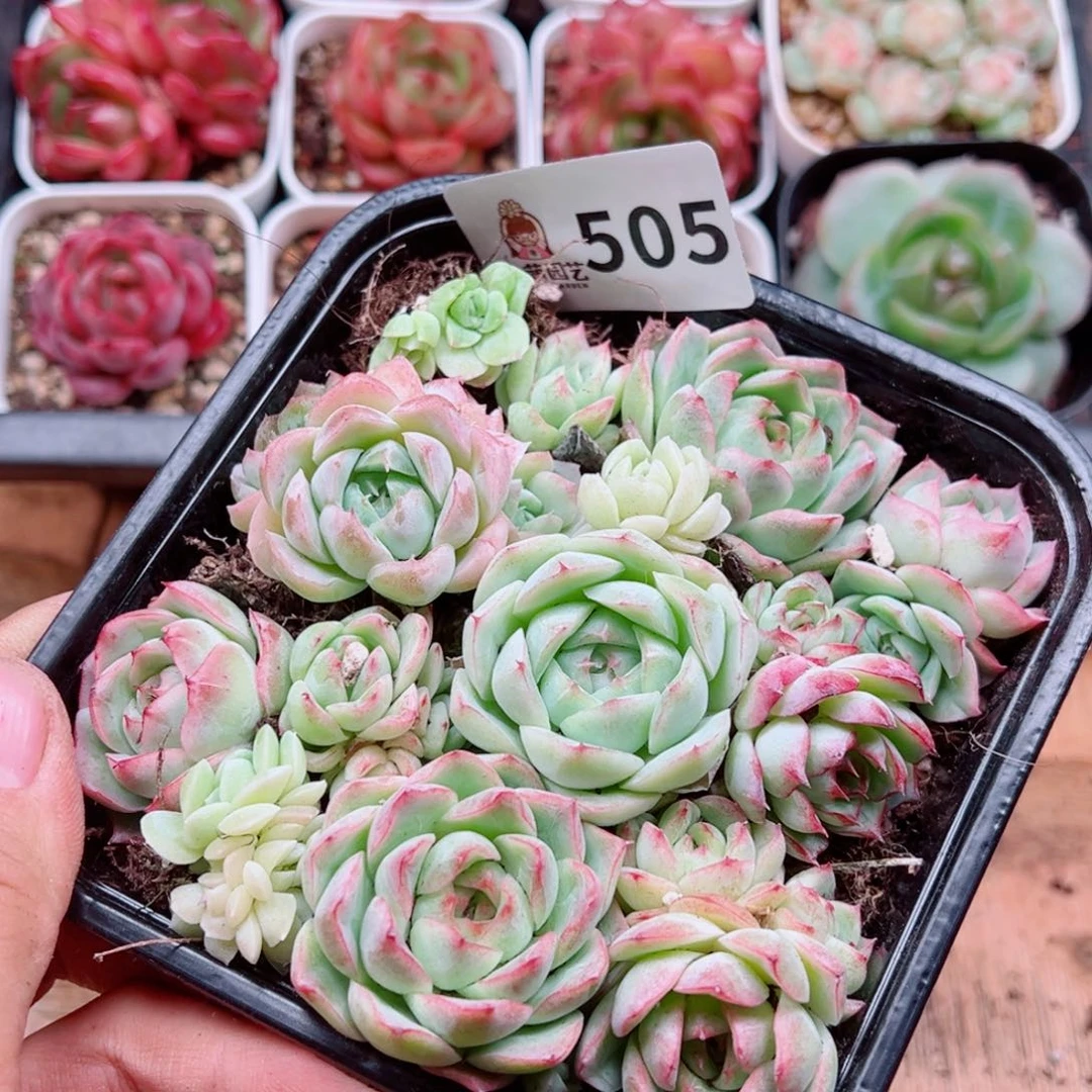 多肉植物多肉植物