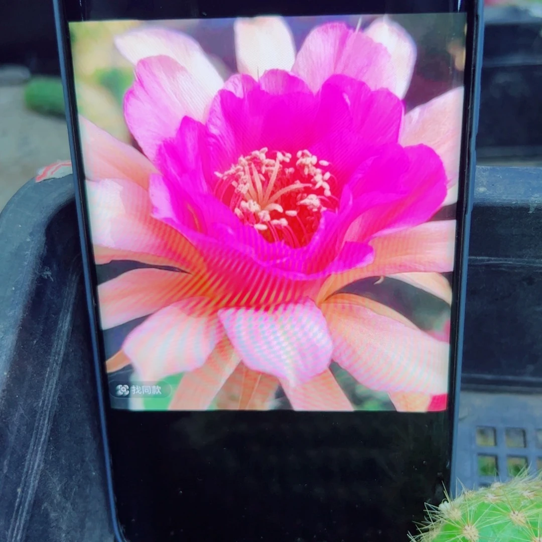 下15金妞荣荣歪无根侧芽5公分左右20包邮