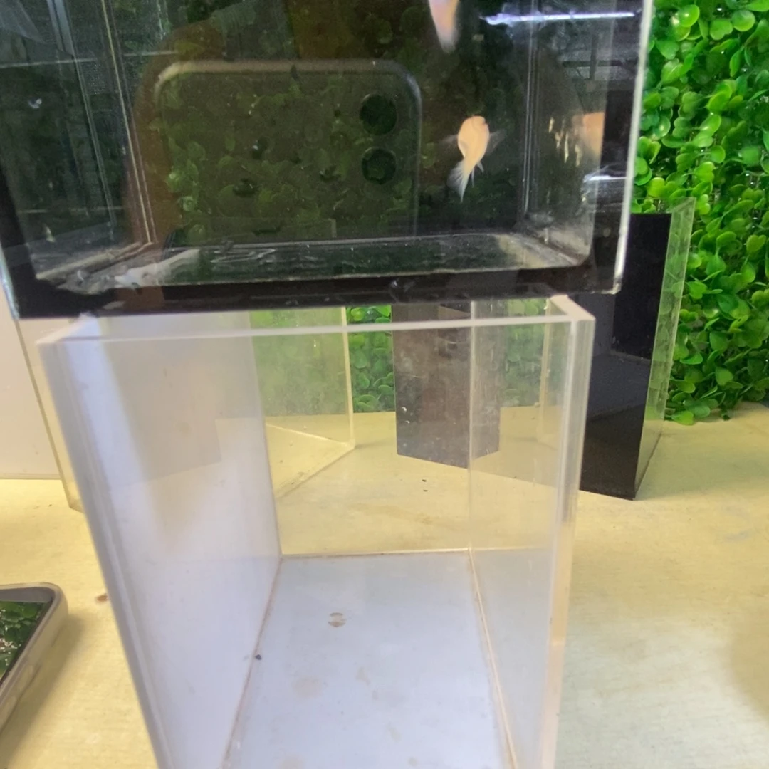 孔雀鱼金粉欧翼一对