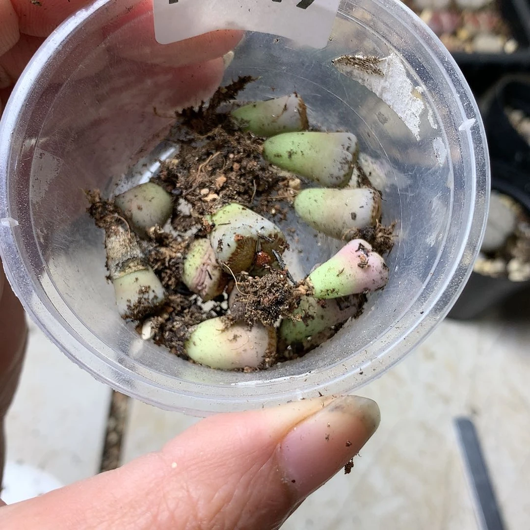 浅***雨H247多肉植物保护研究所