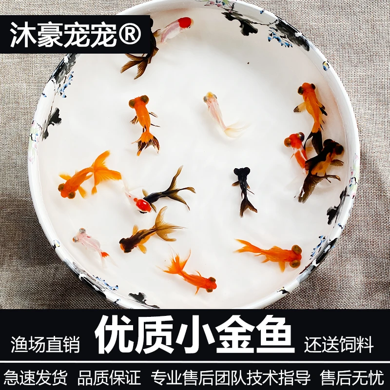 【小金鱼】观赏鱼冷水鱼淡水鱼新手金鱼兰寿锦鲤混养金鱼
