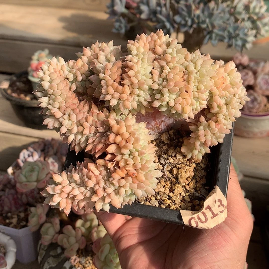 013迈达斯国王缀化一颗14厘米