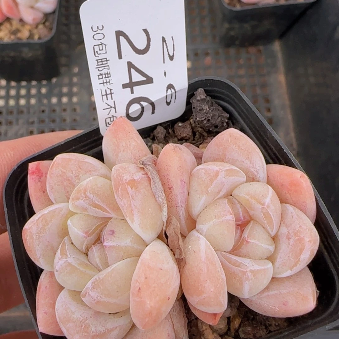 双头冰玉一颗脱土