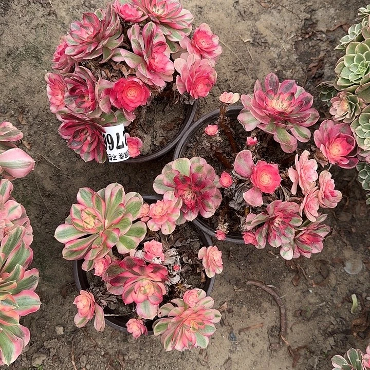 18-11法师倾城3颗2766