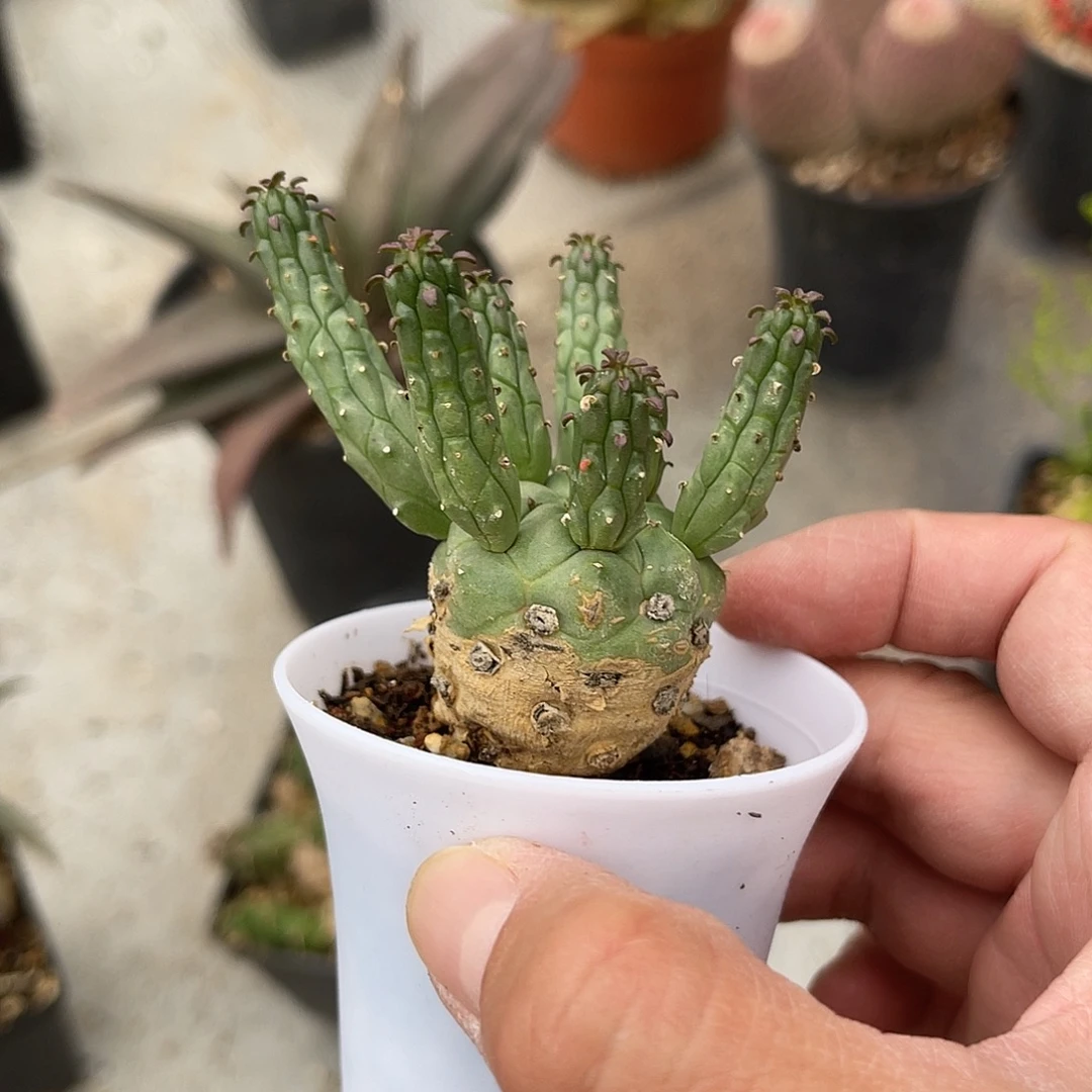 实生九头龙块根一物一拍