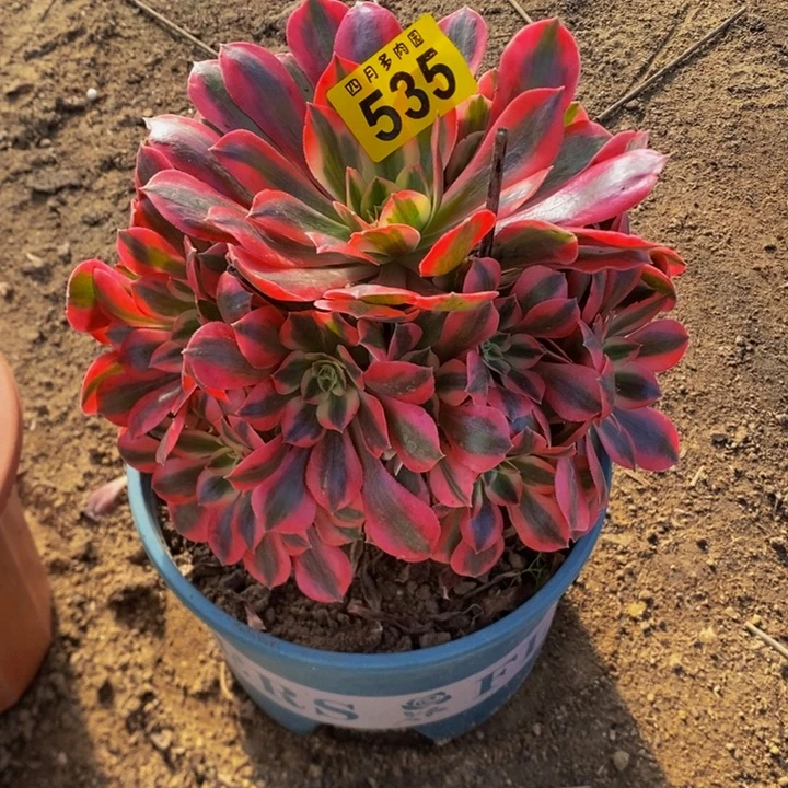 M***n多肉粉红佳人000535