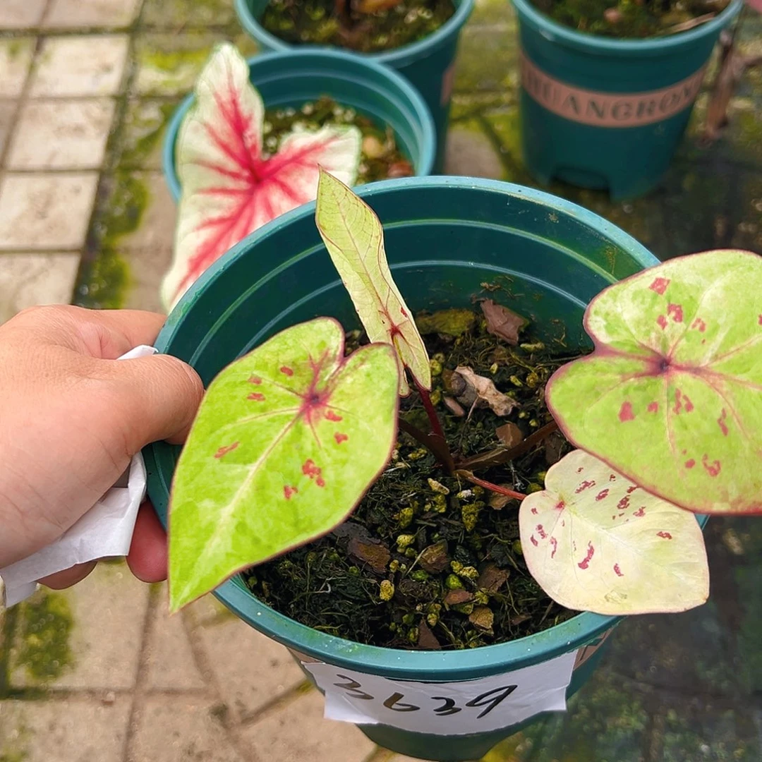 静***完全开放3639一物一拍