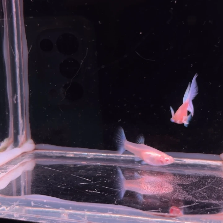孔雀鱼蓝白飞船1对