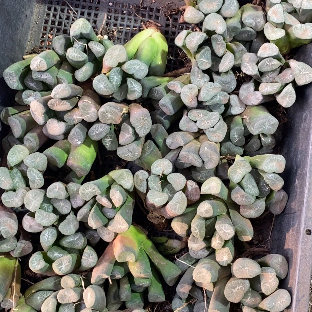 2402 一颗优选实生超大万象 多品种 大帅优选 双蛋福利