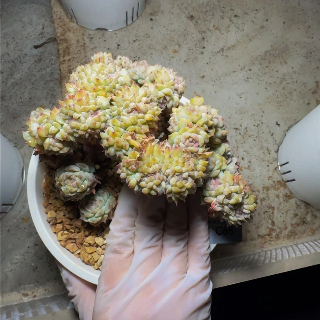 c c c c c c c c 68