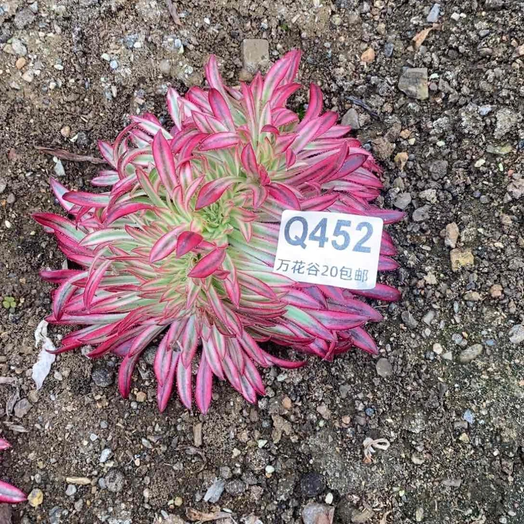 452朱雀缀多肉植物