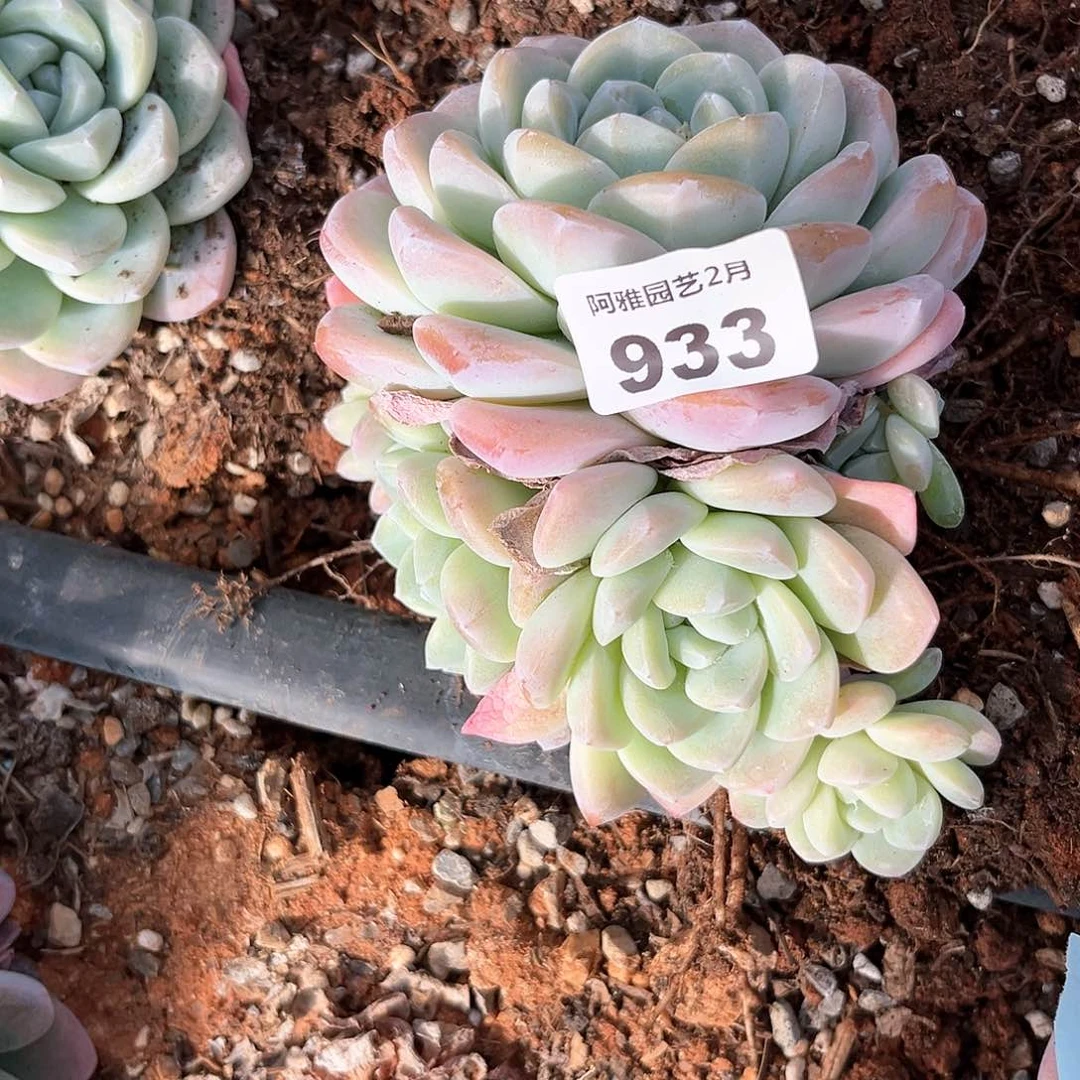 阿雅园艺。   933