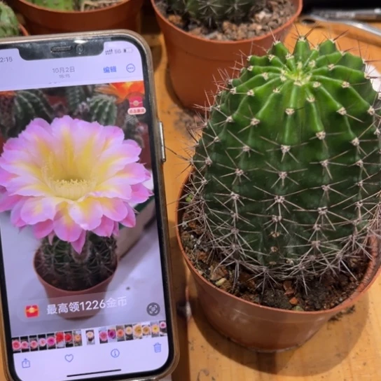 露露彩草黄紫7公分左右