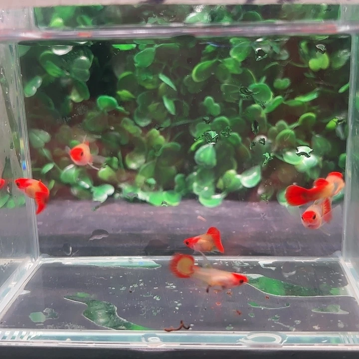 孔雀鱼红头玻璃猫球c3对