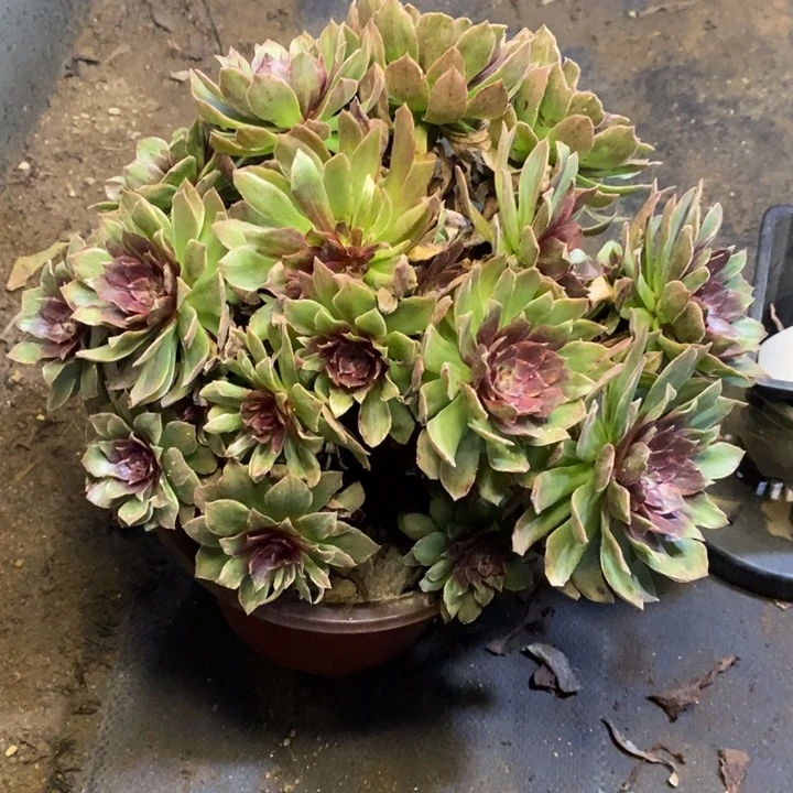 红丝绒多肉断头不包838