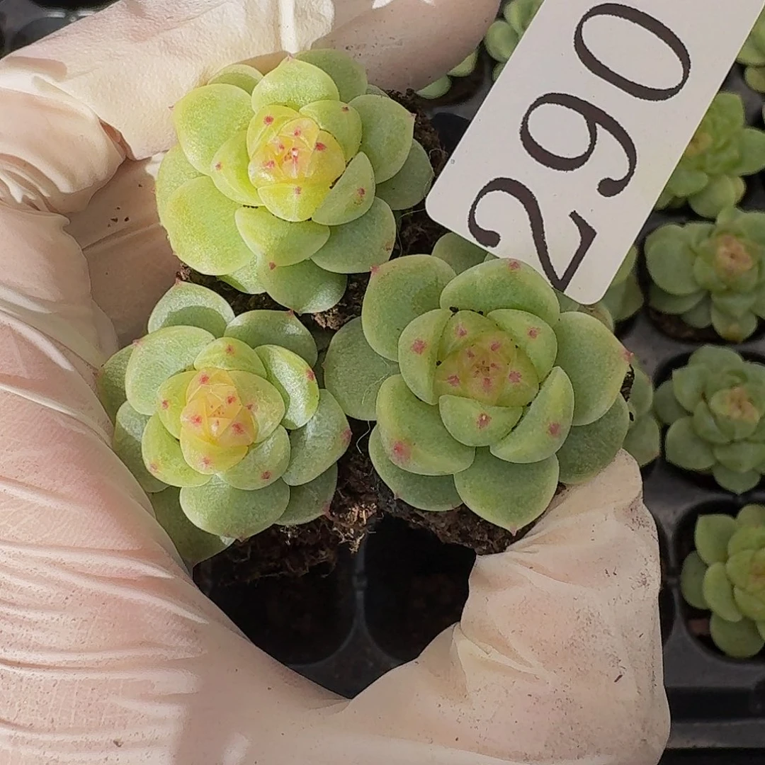 多肉植物多肉植物290