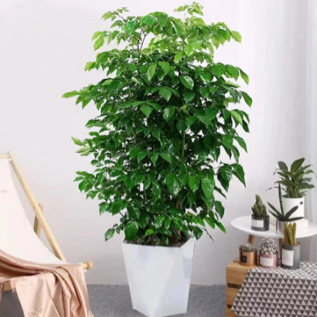 幸福树盆栽【100CM左右】植物绿色好养盆景净化空气吸甲醛桌面绿植