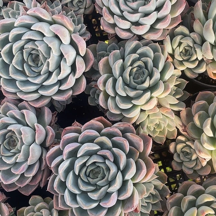 汉堡老桩量拍18包邮