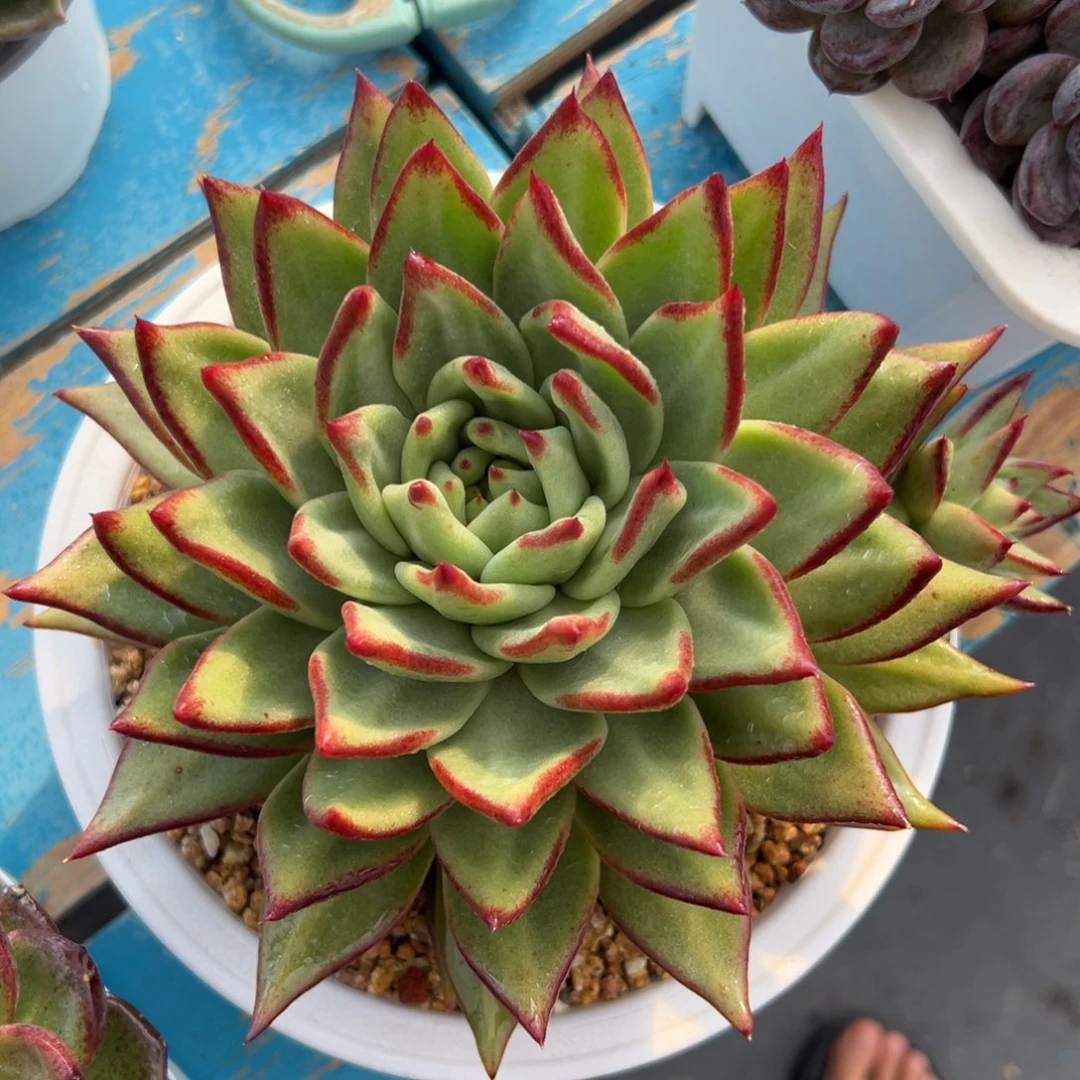 多肉植物一物一拍（5号）