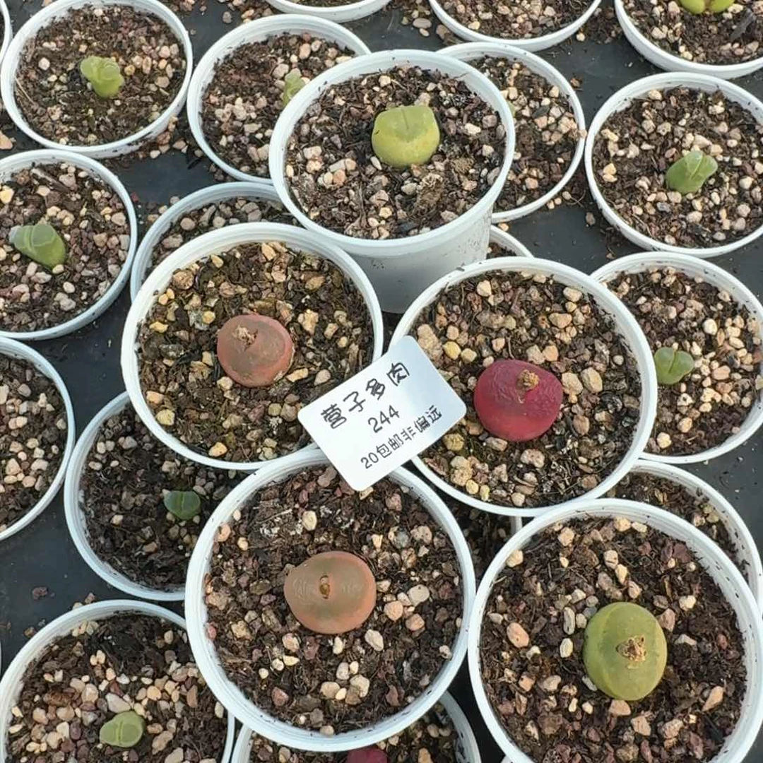 啵****～244五颗000000000000