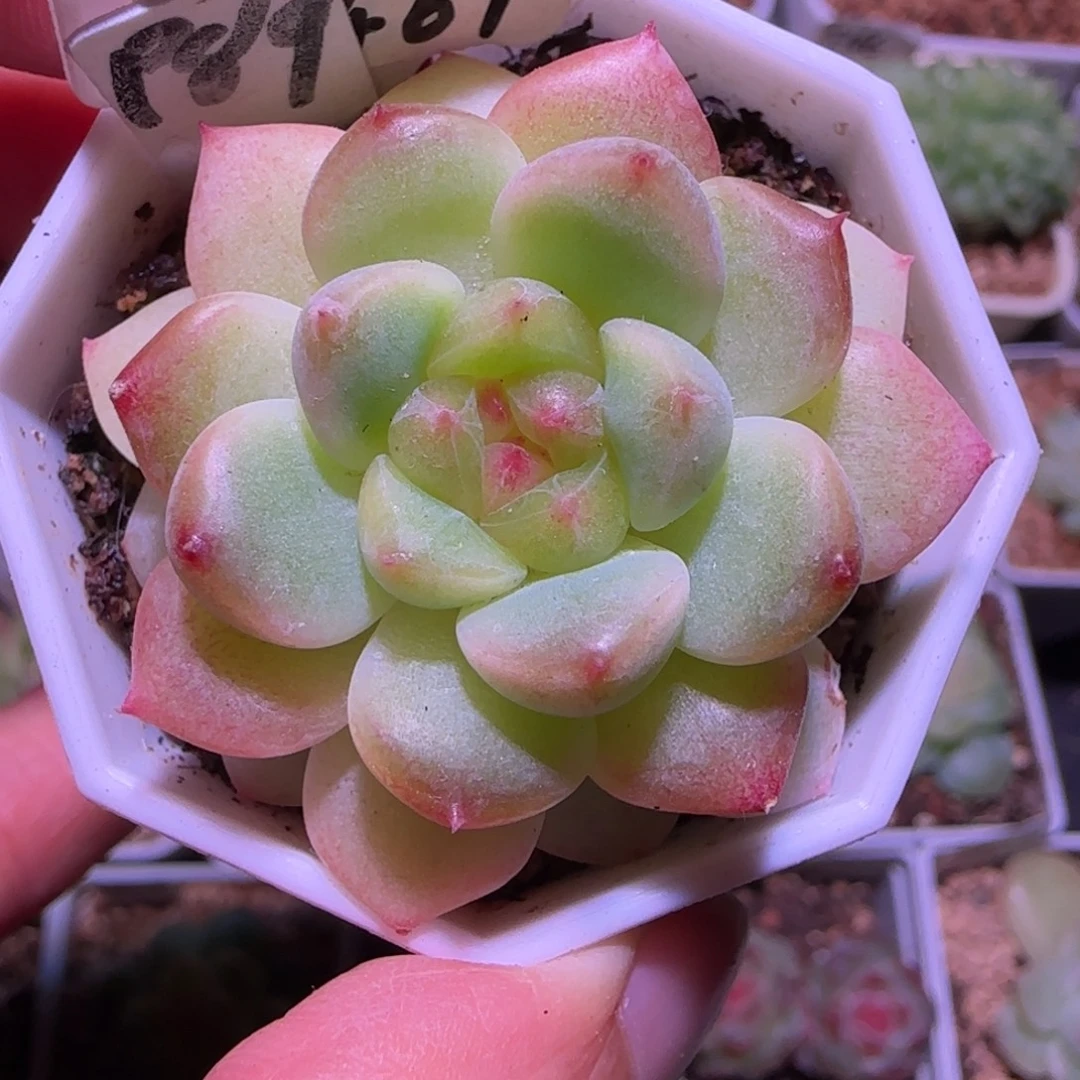 461福利甜心89单头