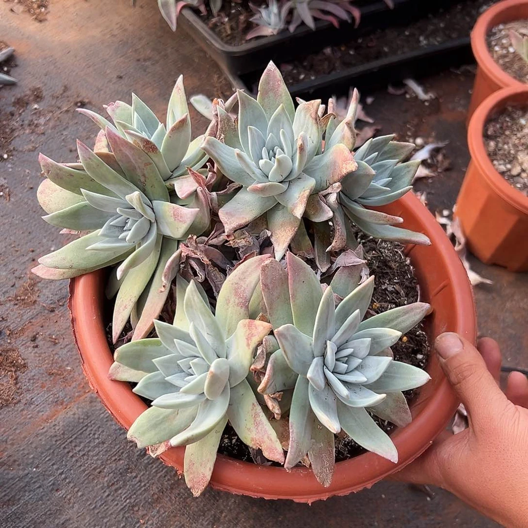 3代杂交仙女杯多肉。