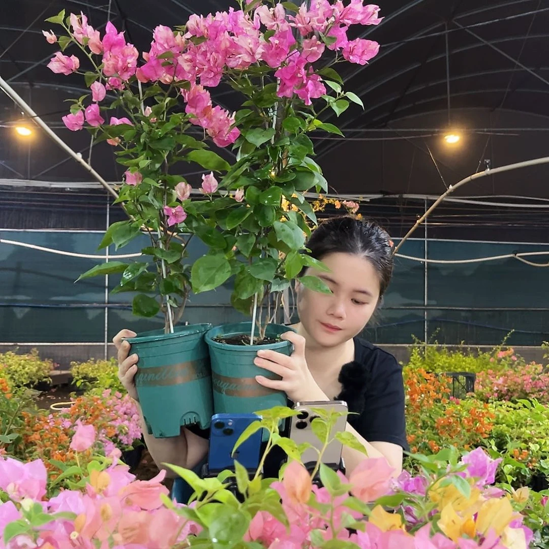 大部分开放少量花苞阿朱娜带竹一颗