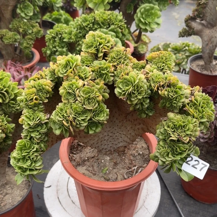 多肉植物绿羊绒缀227