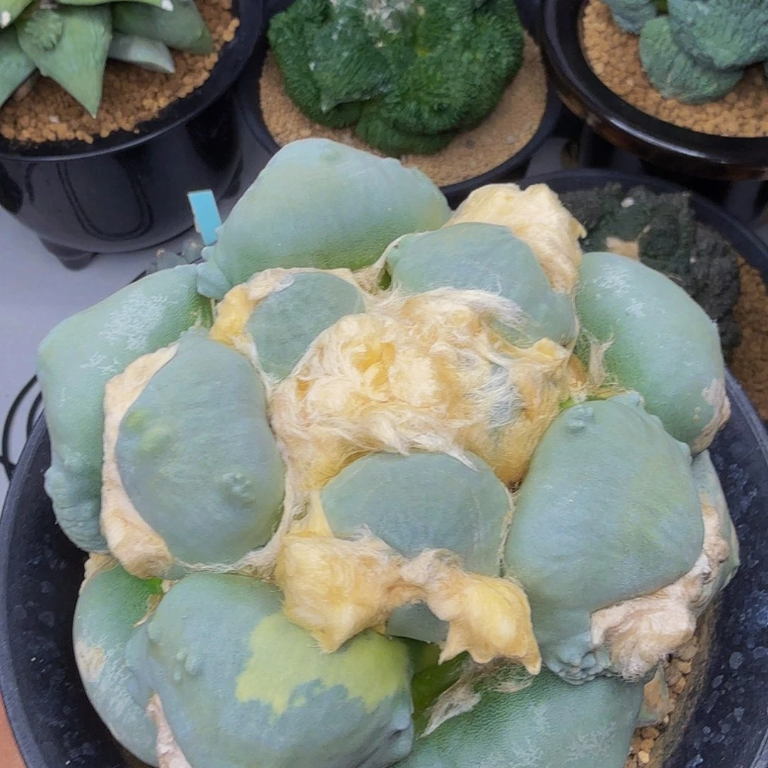 蓝色圆尤毛毛牡丹锦