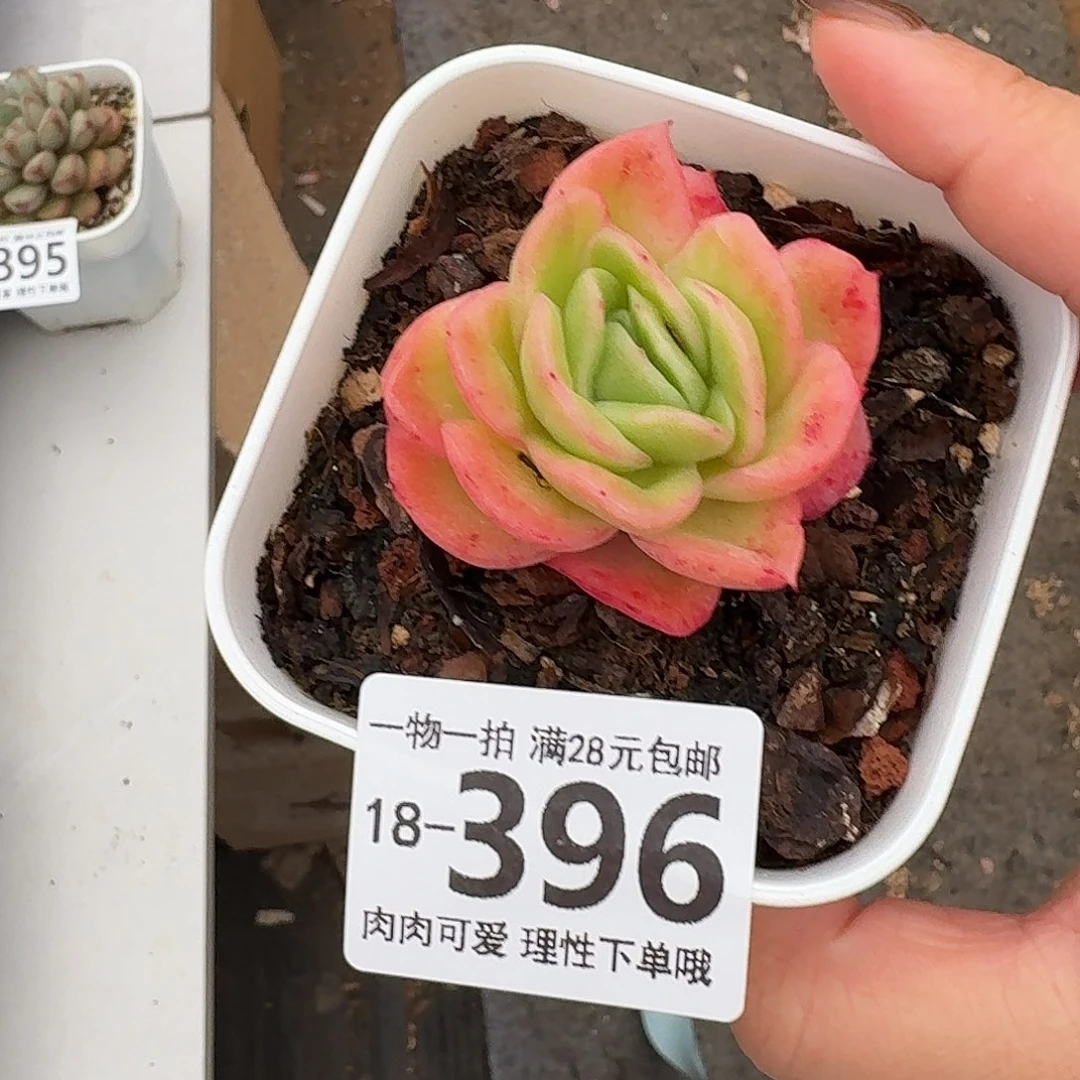 冰玫瑰无盆土发货