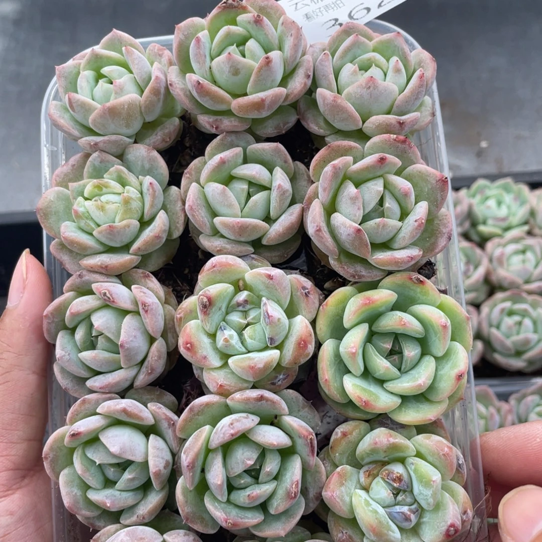 云糖心多肉植物362