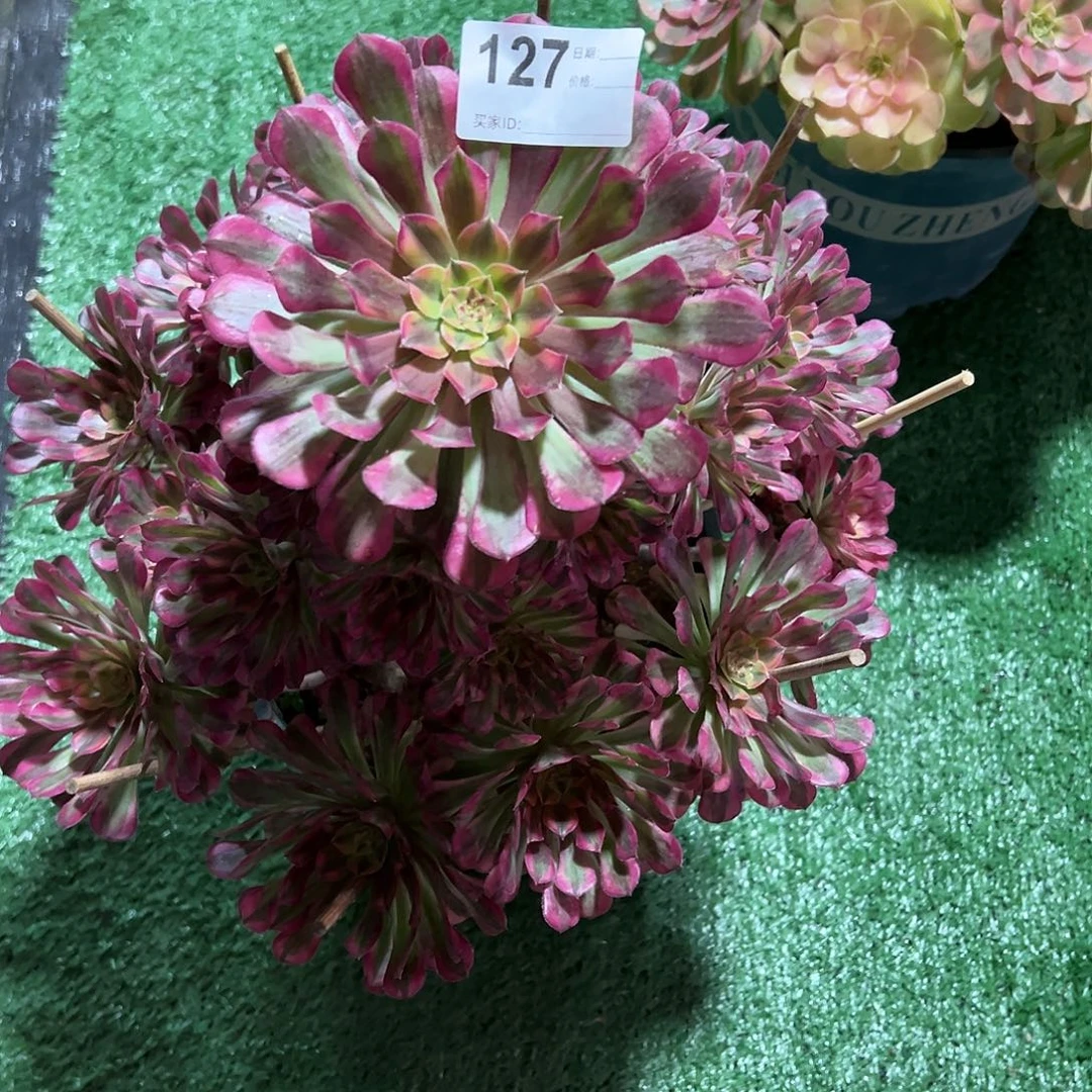 127祝融多肉法师植物