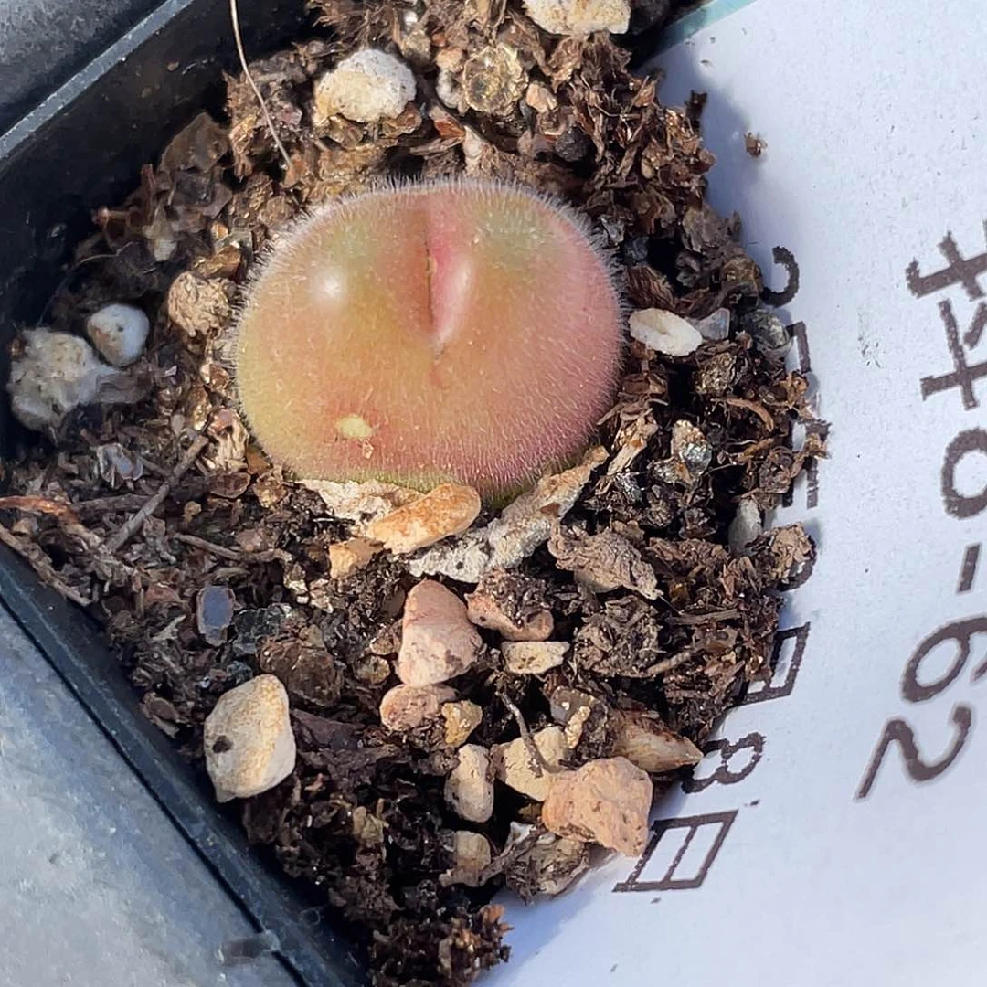 8-62毛翠滴多肉植物