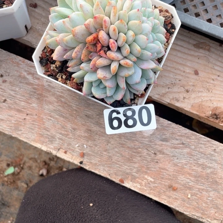 6*8多肉植物一物一拍