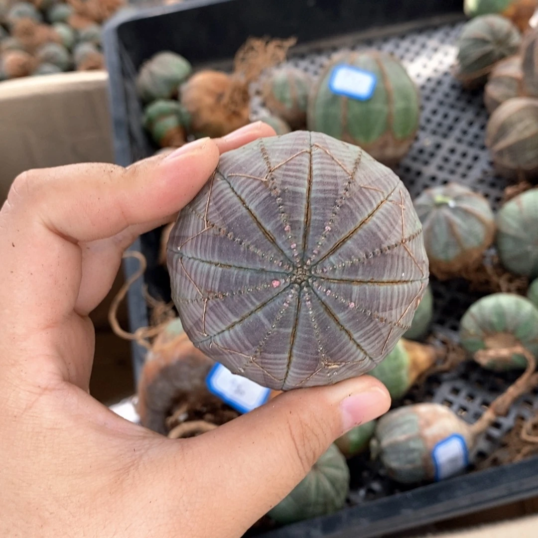 司***海欧系实生布纹球 一物一拍