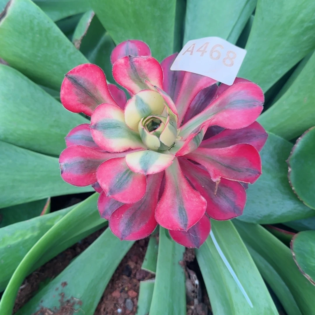 斑****光爱丽丝预售秋天发货