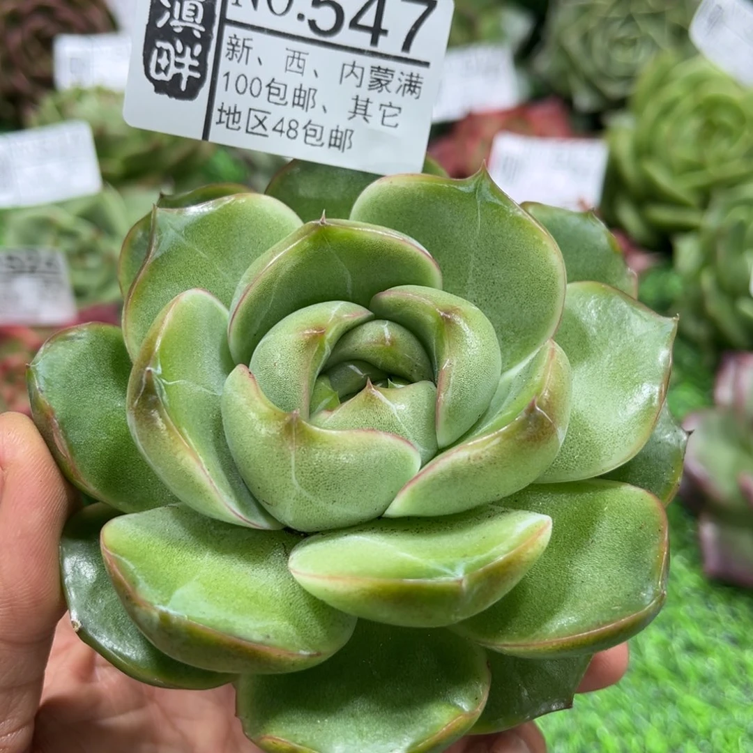 547………………………………新品