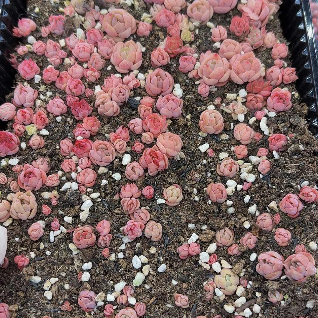 多肉植物多肉植物218