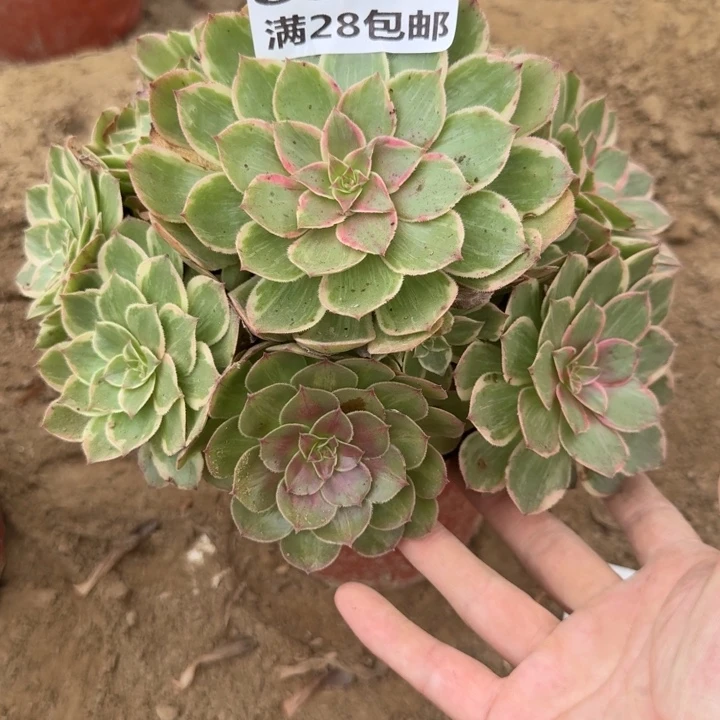 6321二号棚糖心莲花座A