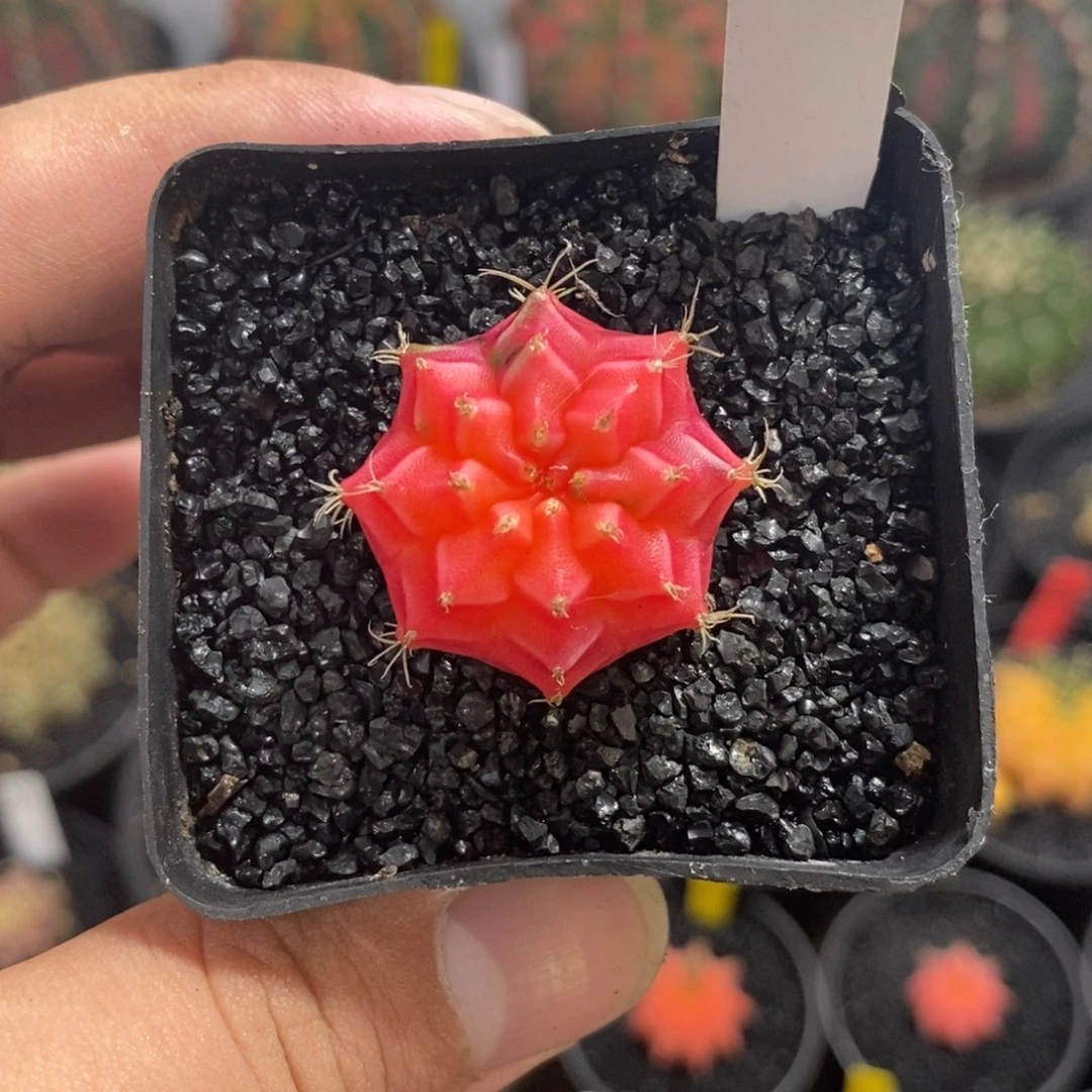 文***越小米哈——脱土发货