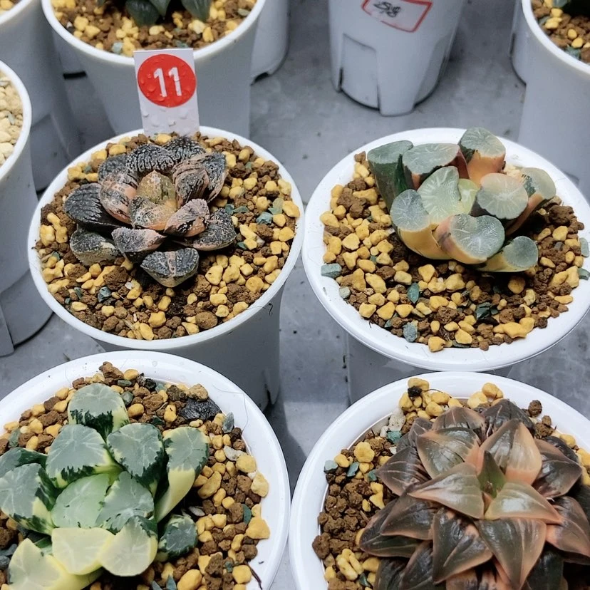 【闪购商品】实生摩多红纹四颗11