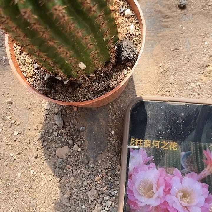 奈何毛花,高8公分左右